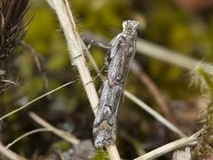 Lyngsmalmott (Pempelia palumbella)