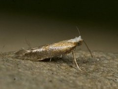 Argyresthia dilectella