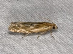 Tistelengvikler (Eucosma cana)