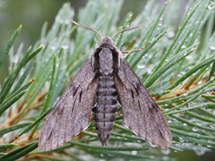 Furusvermer (Sphinx pinastri)