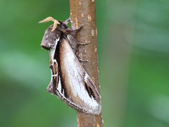 Bjørketannspinner (Pheosia gnoma)