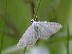 Englundmåler (Perizoma albulata)