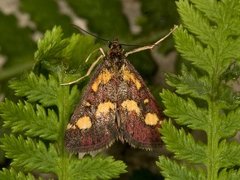 Purpurengmott (Pyrausta purpuralis)