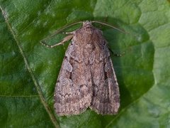 Myrfly (Coenophila subrosea)