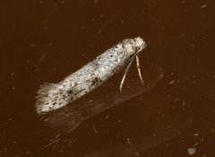 Paraswammerdamia conspersella