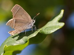 Eikestjertvinge (Favonius quercus)