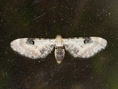 Hvit dvergmåler (Eupithecia centaureata)