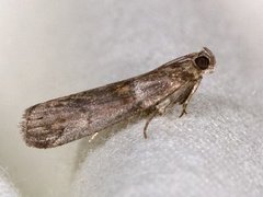 Liten eikesmalmott (Acrobasis consociella)