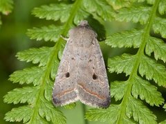 Brungrått høstfly (Agrochola lota)