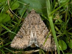 Kløverheifly (Anarta trifolii)