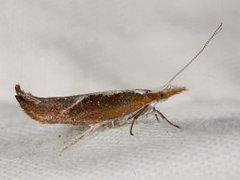 Leddvedsprellemøll (Ypsolopha dentella)