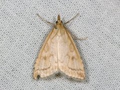 Blek engmott (Udea lutealis)