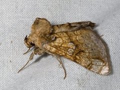 Tyrihjelmfly (Polychrysia moneta)