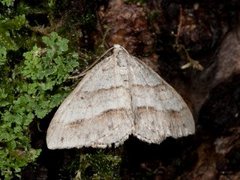 Linjelundmåler (Mesotype parallelolineata)