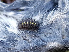 Fjellbloddråpesvermer (Zygaena exulans)