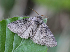 Ospehalvspinner (Tethea or)