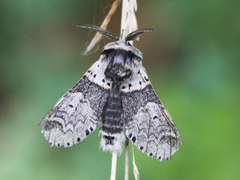 Liten gaffelstjert (Furcula furcula)
