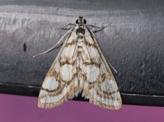 Porselensdammott (Nymphula nitidulata)