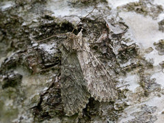 Grått hakefly (Polia nebulosa)