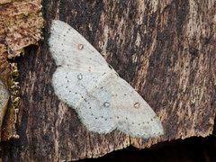 Bjørkeløvmåler (Cyclophora albipunctata)