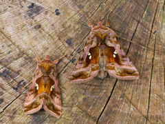 Rødbrunt metallfly (Autographa jota)