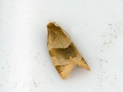 Buskbladvikler (Clepsis rurinana)