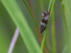 Engprydvikler (Celypha cespitana)