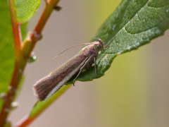 Tiriltungesmalmott (Oncocera semirubella)