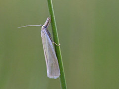 Sølvnebbmott (Crambus perlella)