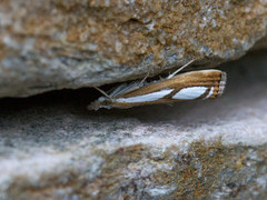 Treflekket nebbmott (Catoptria permutatella)