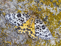 Flekkmåler (Arichanna melanaria)