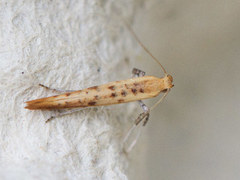 Caloptilia