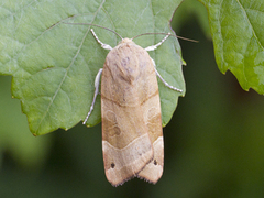 Bredbåndfly (Noctua fimbriata)