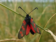 Seksflekket bloddråpesvermer (Zygaena filipendulae)