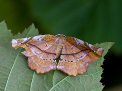 Fagermåler (Apeira syringaria)