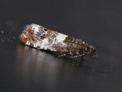 Mørk rosevikler (Notocelia trimaculana)