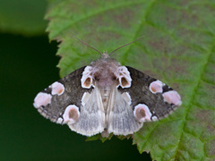 Flekkhalvspinner (Thyatira batis)