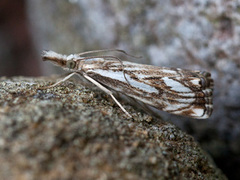 Klippenebbmott (Catoptria falsella)