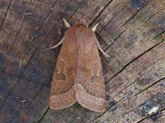 Tverrlinjet seljefly (Orthosia cerasi)