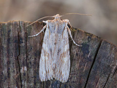 Brunt kappefly (Lithophane socia)