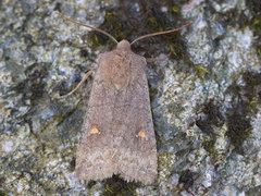 Bølgefly (Eupsilia transversa)