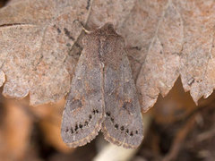 Plettseljefly (Orthosia populeti)