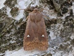 Bølgefly (Eupsilia transversa)