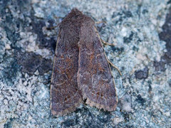 Plettseljefly (Orthosia populeti)