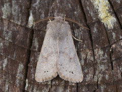 Plettseljefly (Orthosia populeti)