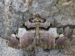 Fiolett rosemåler (Anticlea derivata)