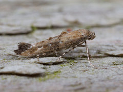 Vårtannmøll (Epermenia chaerophyllella)