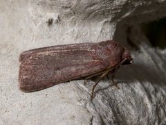 Lyngbakkefly (Xestia castanea)