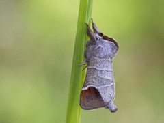 Rødflekkstjertspinner (Clostera curtula)