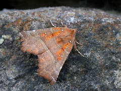 Flikfly (Scoliopteryx libatrix)